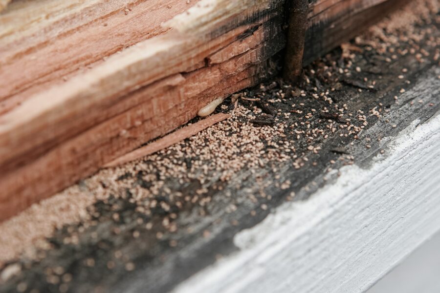 Professional termite treatment application