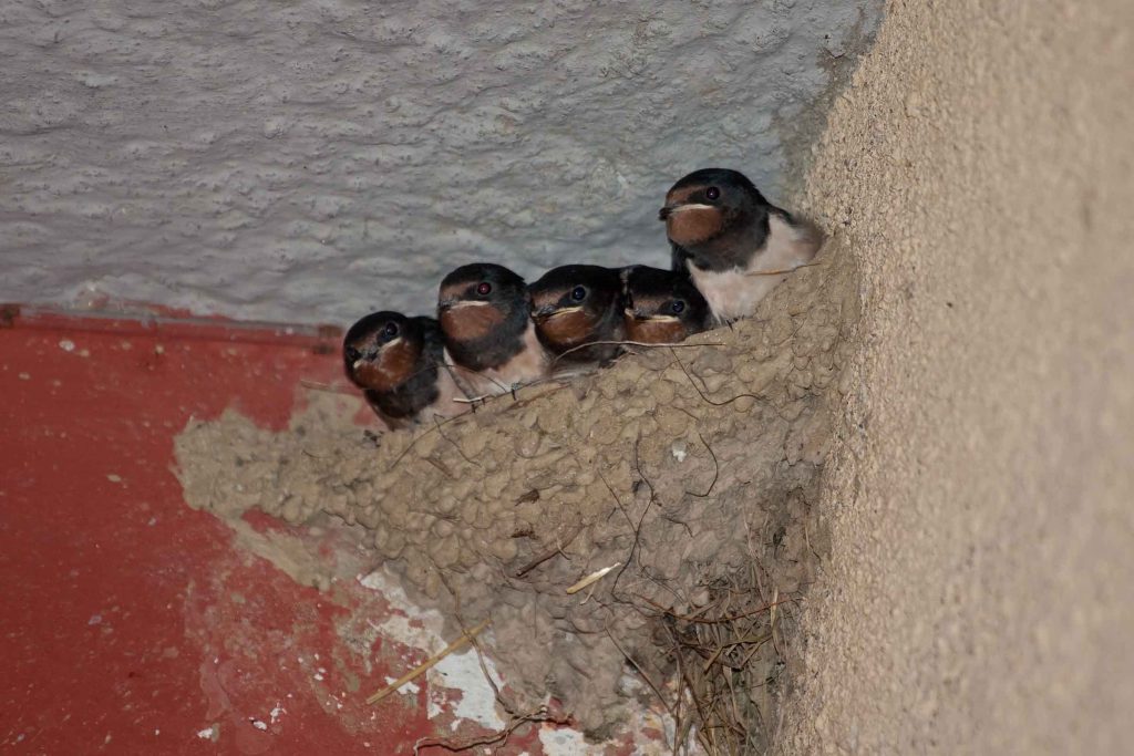 Pigeons on building ledge