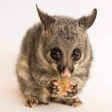 Possum in roof space
