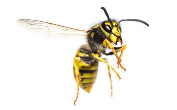 Wasp Removal services in Parramatta and Sydney